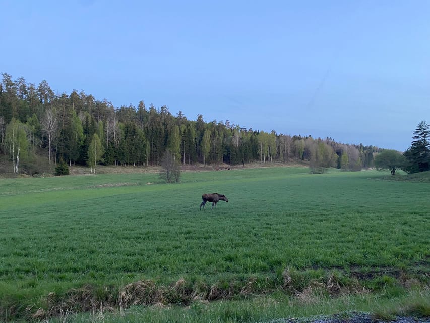 Stockholm: Wildlife Safari - Booking details worth knowing