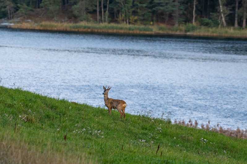 Stockholm: Wildlife Safari - Hiking for tracks, signs, and smaller creatures