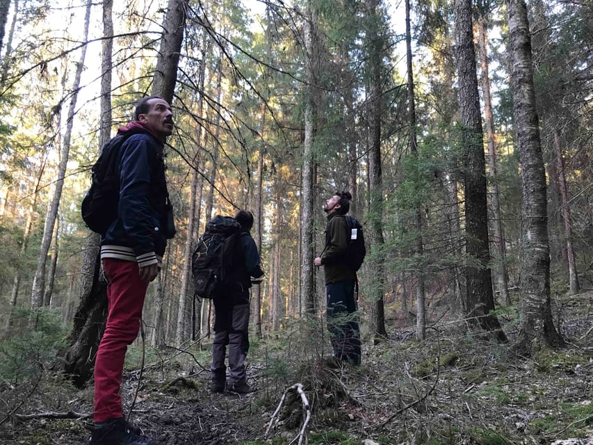 Stockholm: Wildlife Safari - Moose, deer, boar, and the luck factor