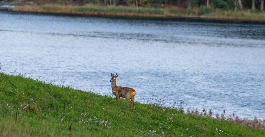 Stockholm: Wildlife Safari - The campfire meal and Swedish cook-coffee