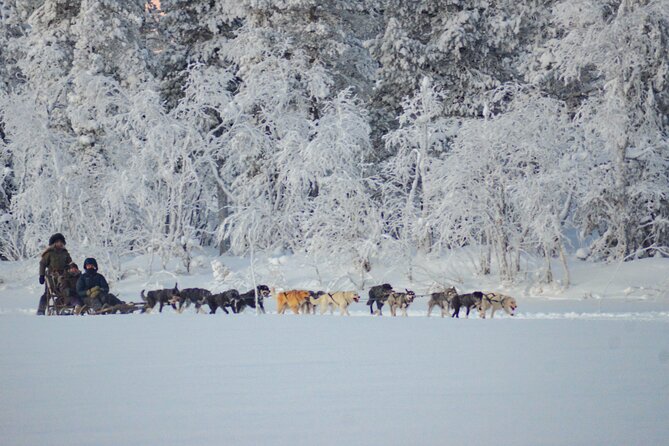 Sunrise Zen Husky Tour (10:00 to 13:00 - sitting on the sled) - Meeting the dogs before the ride