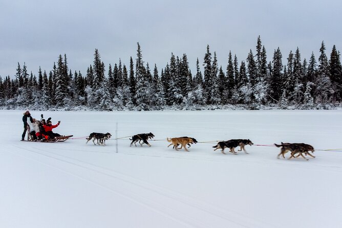 Sunrise Zen Husky Tour (10:00 to 13:00 - sitting on the sled) - Riding through the snowy woods
