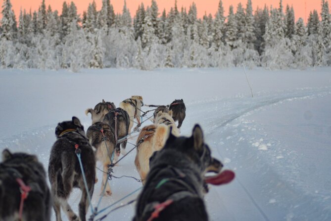 Sunrise Zen Husky Tour (10:00 to 13:00 - sitting on the sled) - Warming up in the fire hut