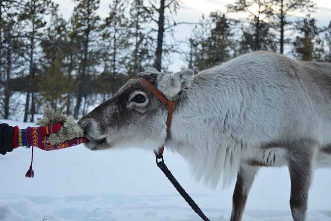 Visit the Sami and Reindeer in a Day Trip from Abisko - Key points to know before booking