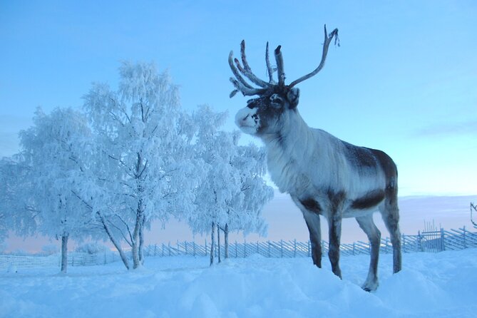 Visit the Sami and Reindeer in a Day Trip from Abisko - Why the reindeer encounter is the main event