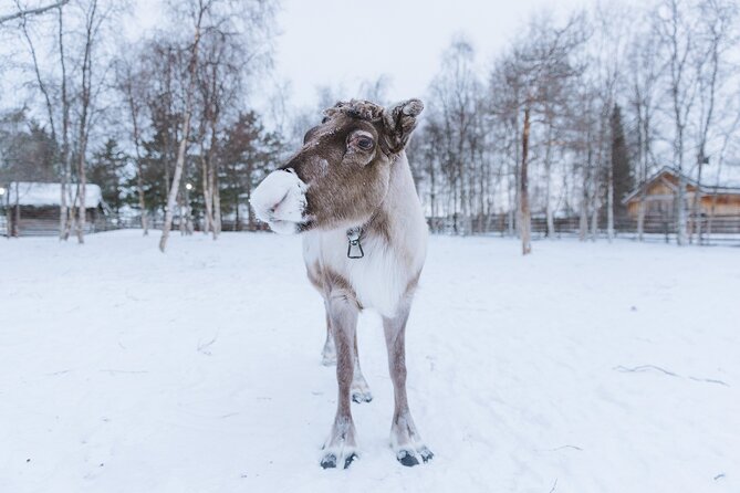 Visit the Sami and Reindeer in a Day Trip from Abisko - Who will get the most from this day trip?