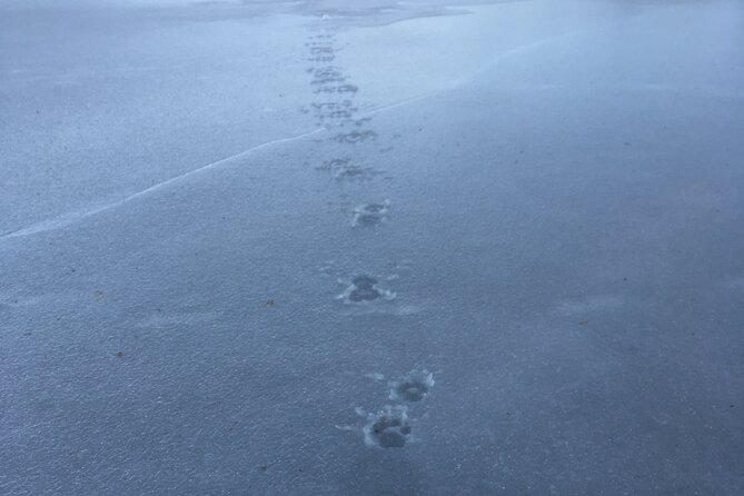 Wolf and Wildlife Tracking in Sweden - The Hilltop Howling Session