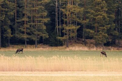 Wolf and Wildlife Tracking in Sweden