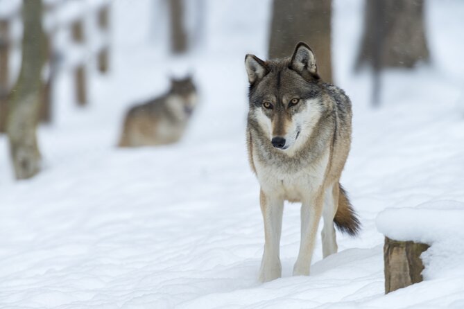 Wolf and Wildlife Tracking in Sweden - Winter Lakes, Fire Lunch, and Night Vision
