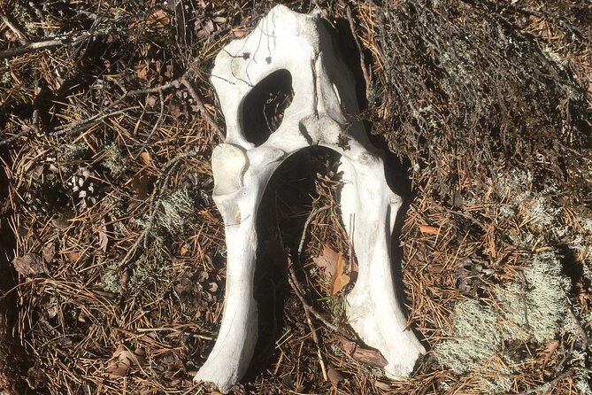 Wolf and Wildlife Tracking in Sweden - Why the Small Group Matters