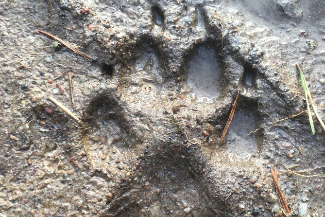 Wolf and Wildlife Tracking in Sweden - Is $215.95 a Fair Price?