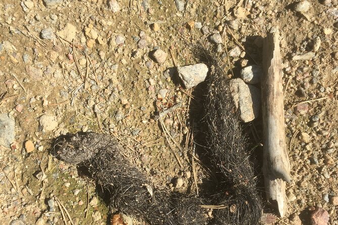 Wolf and Wildlife Tracking in Sweden - Meeting in Stockholm and Planning the Day
