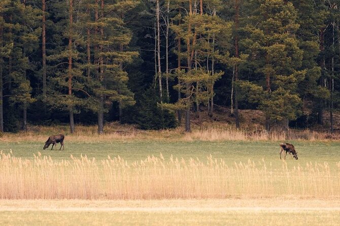 Wolf and Wildlife Tracking in Sweden - What the 6 Kilometer Hike Feels Like